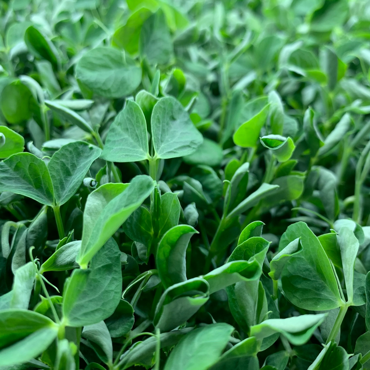 Allpa - Peashoot Micros.png