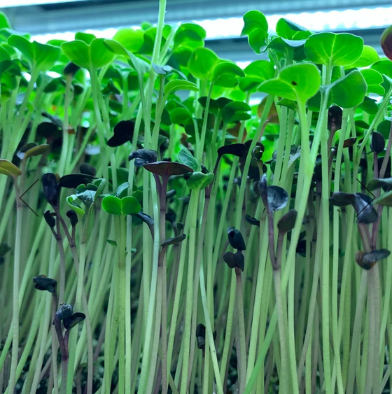 Allpa - Radish Micros.png