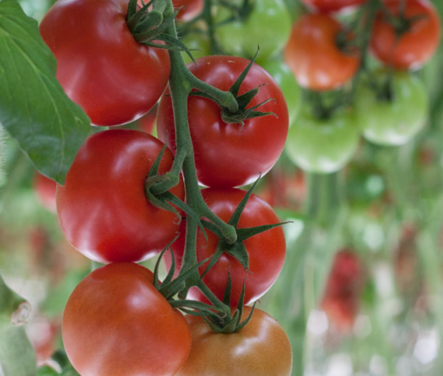 Avalantino Tomatoes (1.40 lbs)