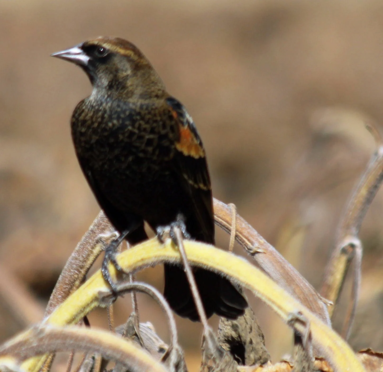 JOB POSTING: Season Biological Technician