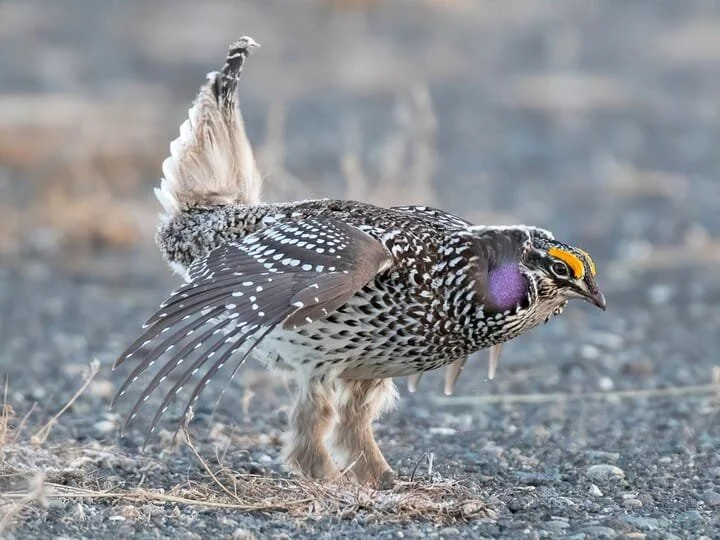 Call to Action Template Download