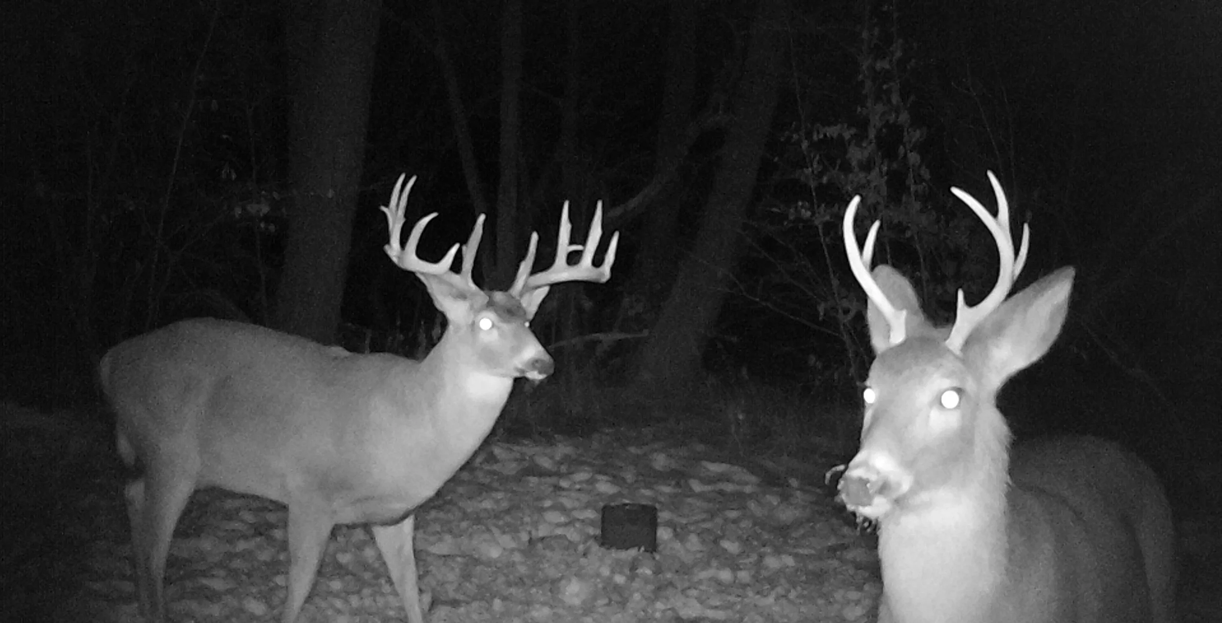 HB 1151 - BAITING BILL