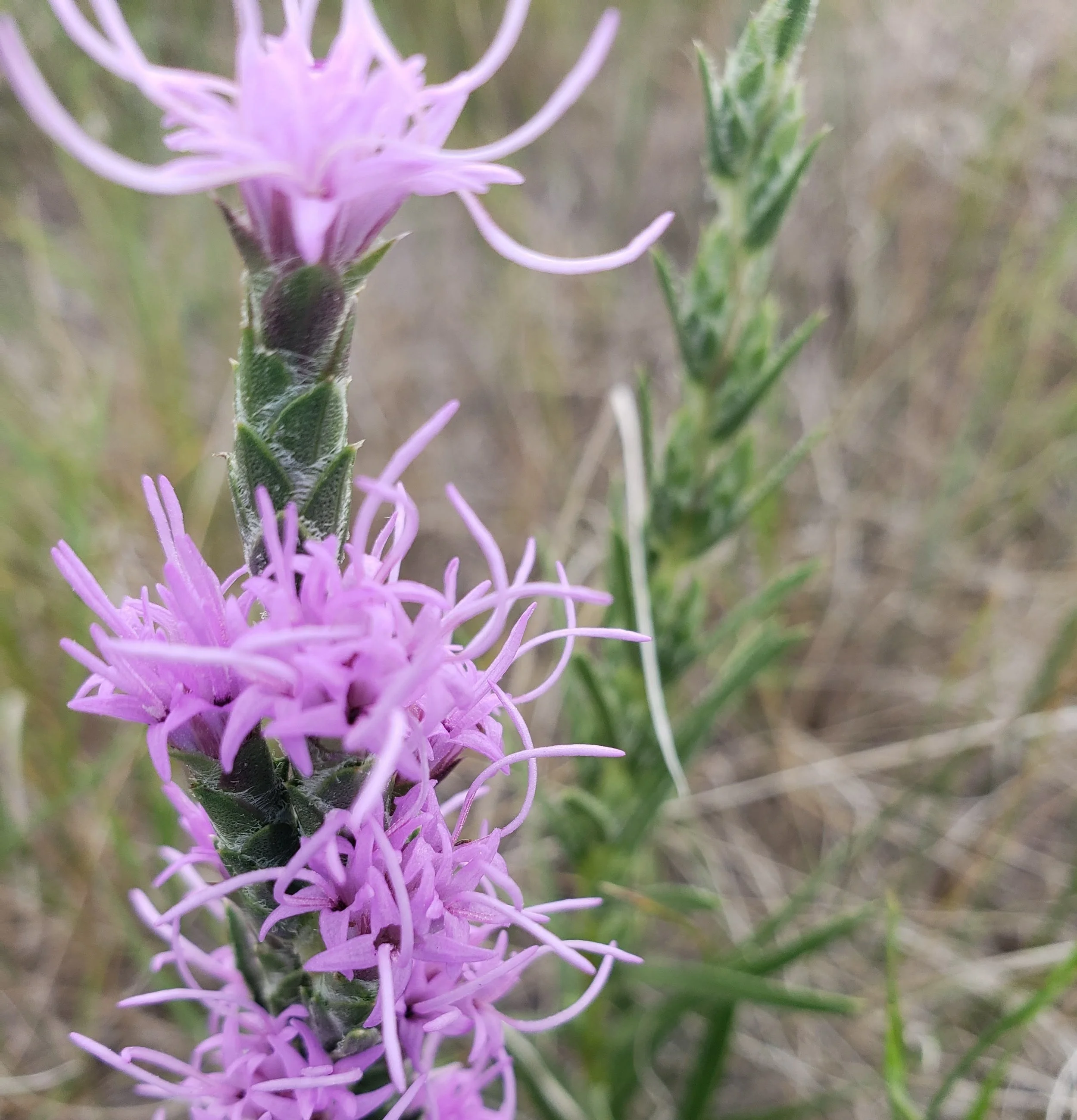 TWS: Diversity, Equity, and Inclusion (DEI) April Newsletter 