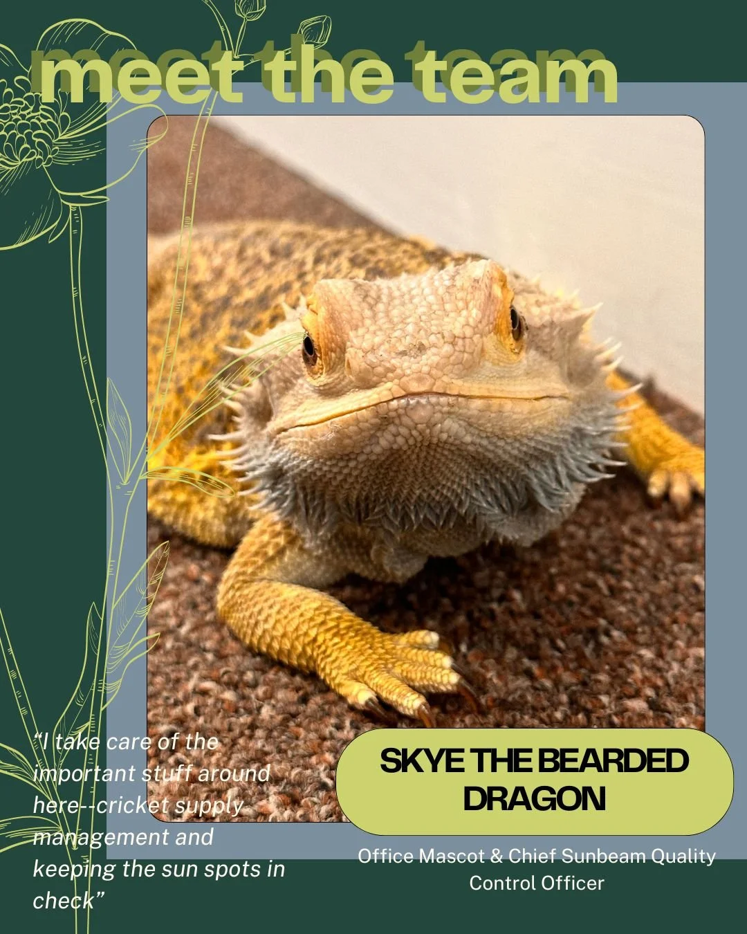 Swipe to meet Skye, our office mascot and the Chief Sunbeam Quality Control Officer! β‘οΈ