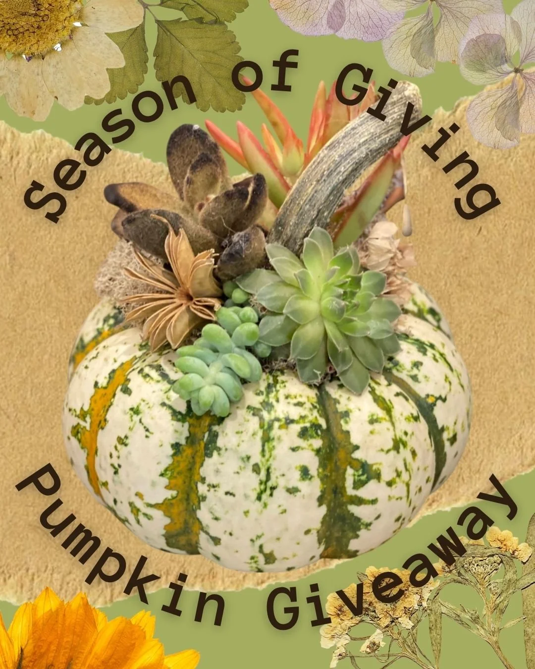 ENTER our Giveaway to WIN TWO (2) handmade, medium SUCCULENT PUMPKINS from the workshop (one for you and one for a friend!).
π»πTO ENTER:ππ»
1. TAG 3 friends in the comments, each in a separate comment
2. FOLLOW Season to Season on Instagram &