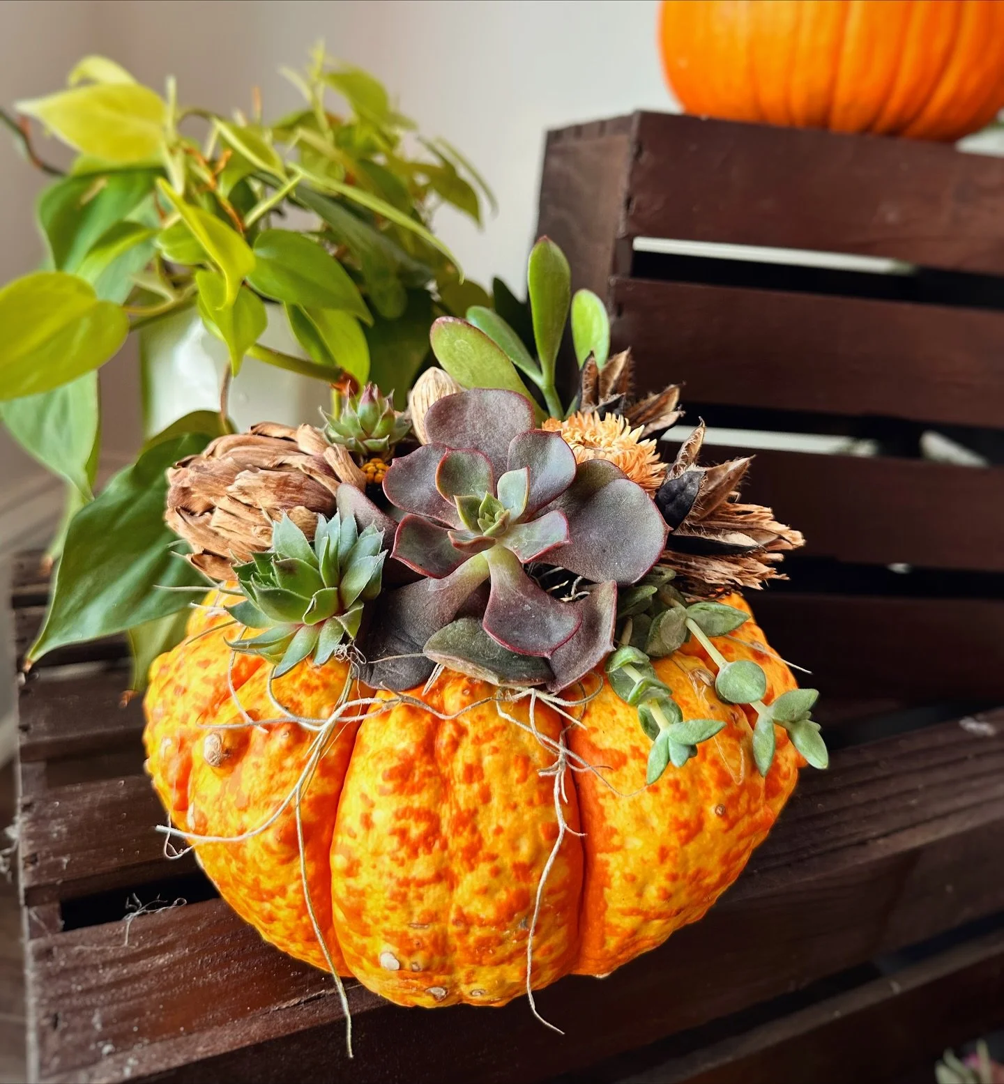 We’re so excited to announce our giveaway winner, @erinchrys , winner of 2 medium succulent pumpkins of her choice! There’s still an opportunity to make a pumpkin yours. Reserve online in our shop π today!π
Thank you to everyone who en