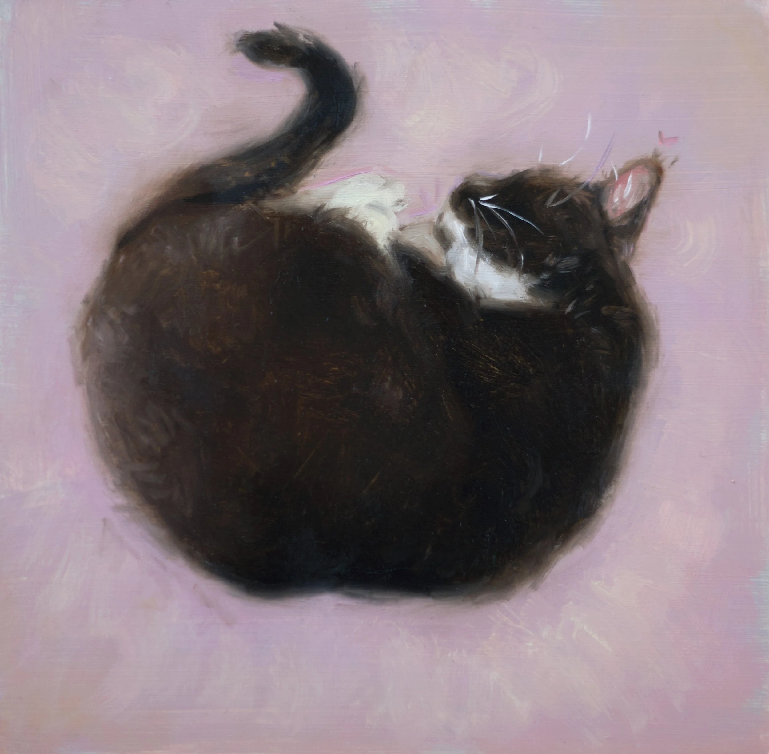 Close-up of a black and white cat lying on its back with paws raised, against a soft pink background.