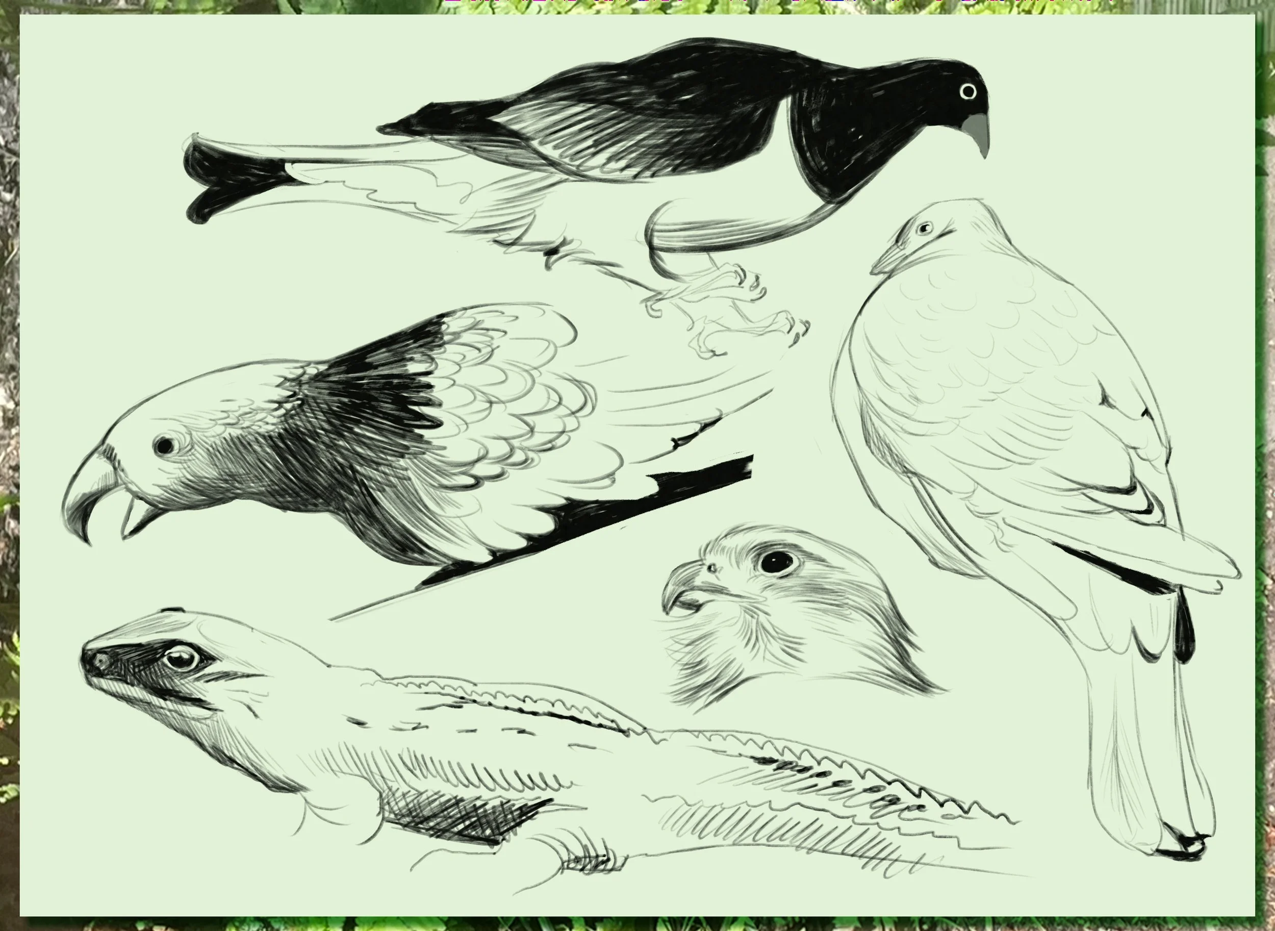 Queenstown birds! We went to the dark room viewing of the Kiwi and saw them have their breakfast - they were so cute and we stayed in there for so long watched them sniff and run about
All the other birds and critters were so cool to see at @kiwipark