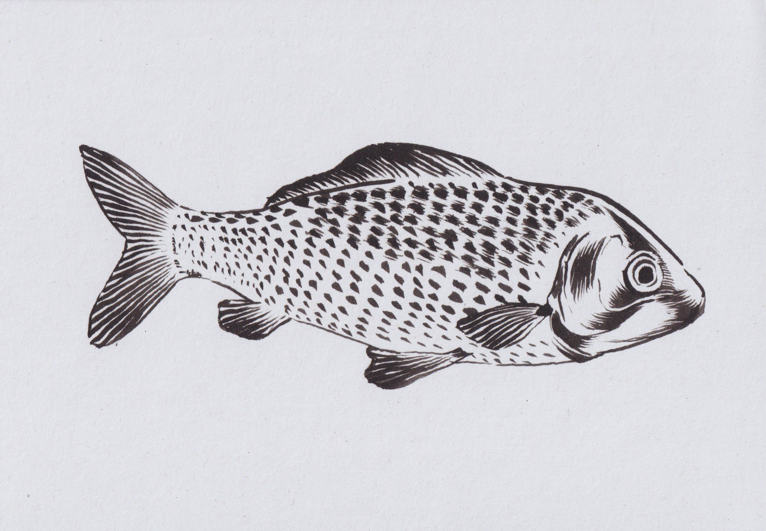 Ink pen fish - A5