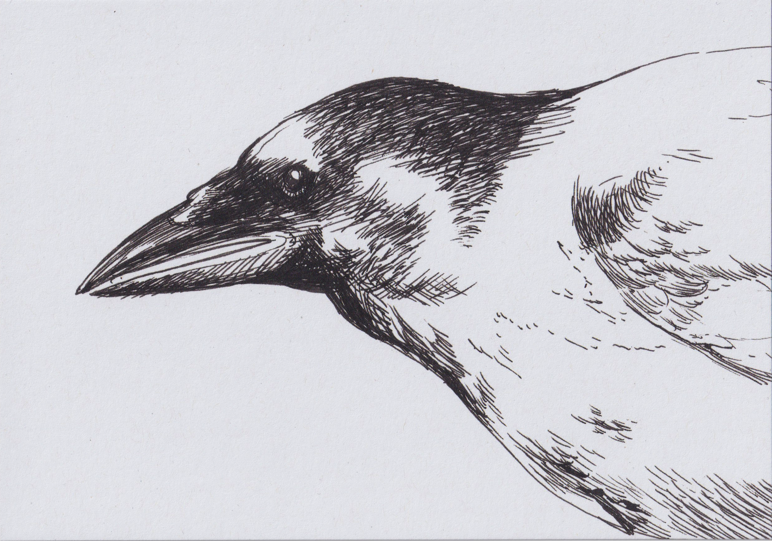 Crow portrait