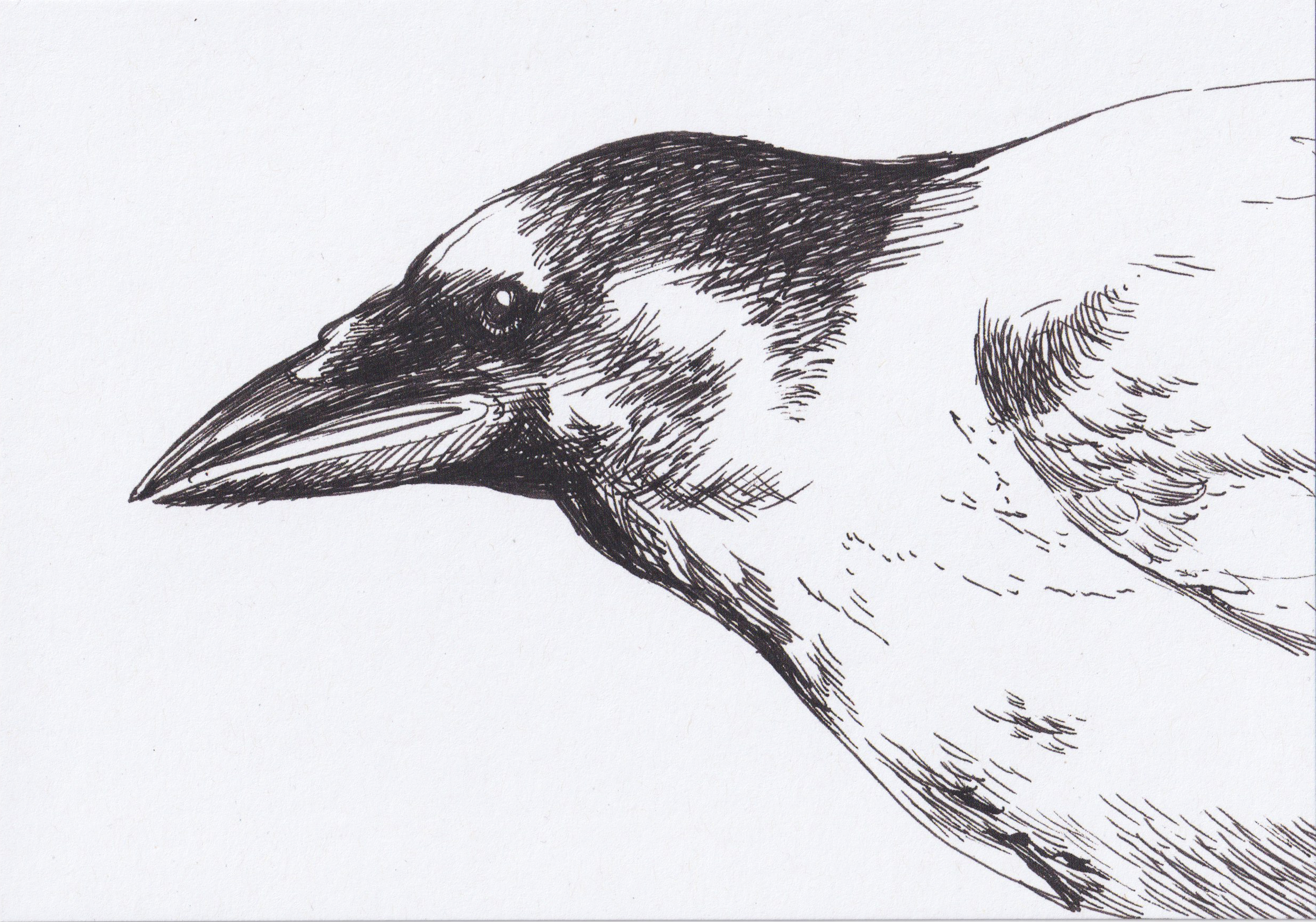 crow+scan.png