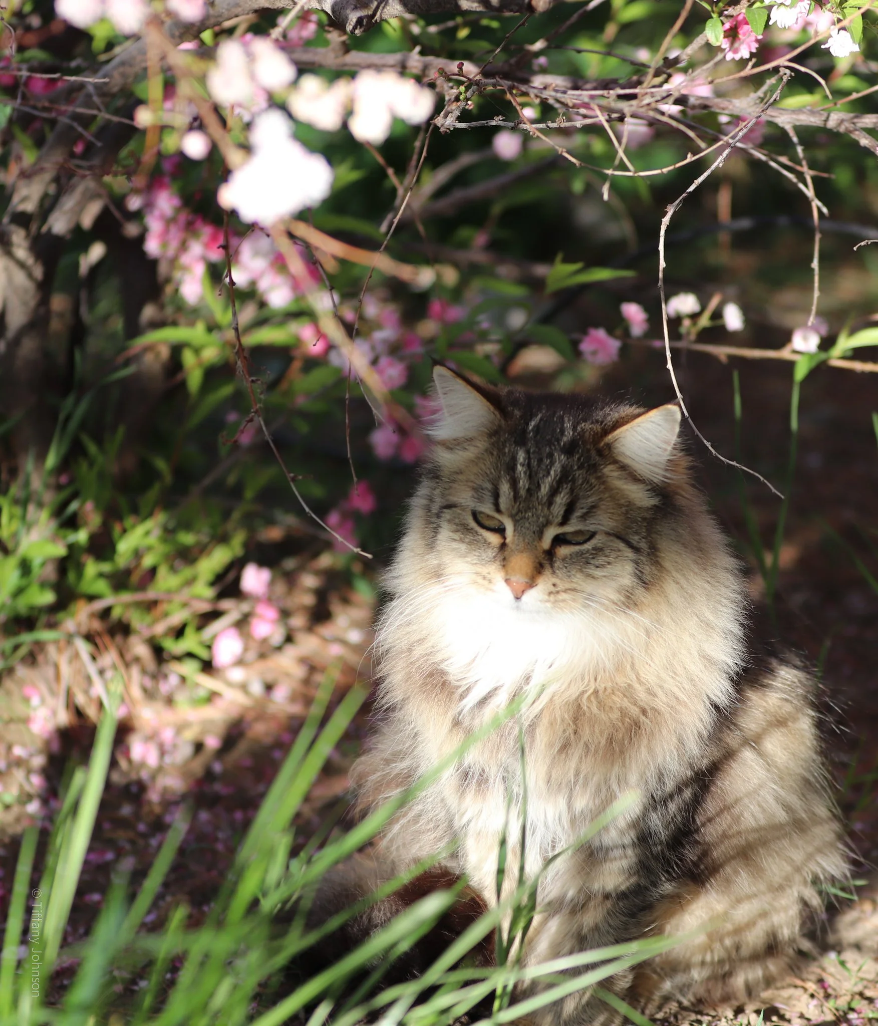 Cats-1.jpg
