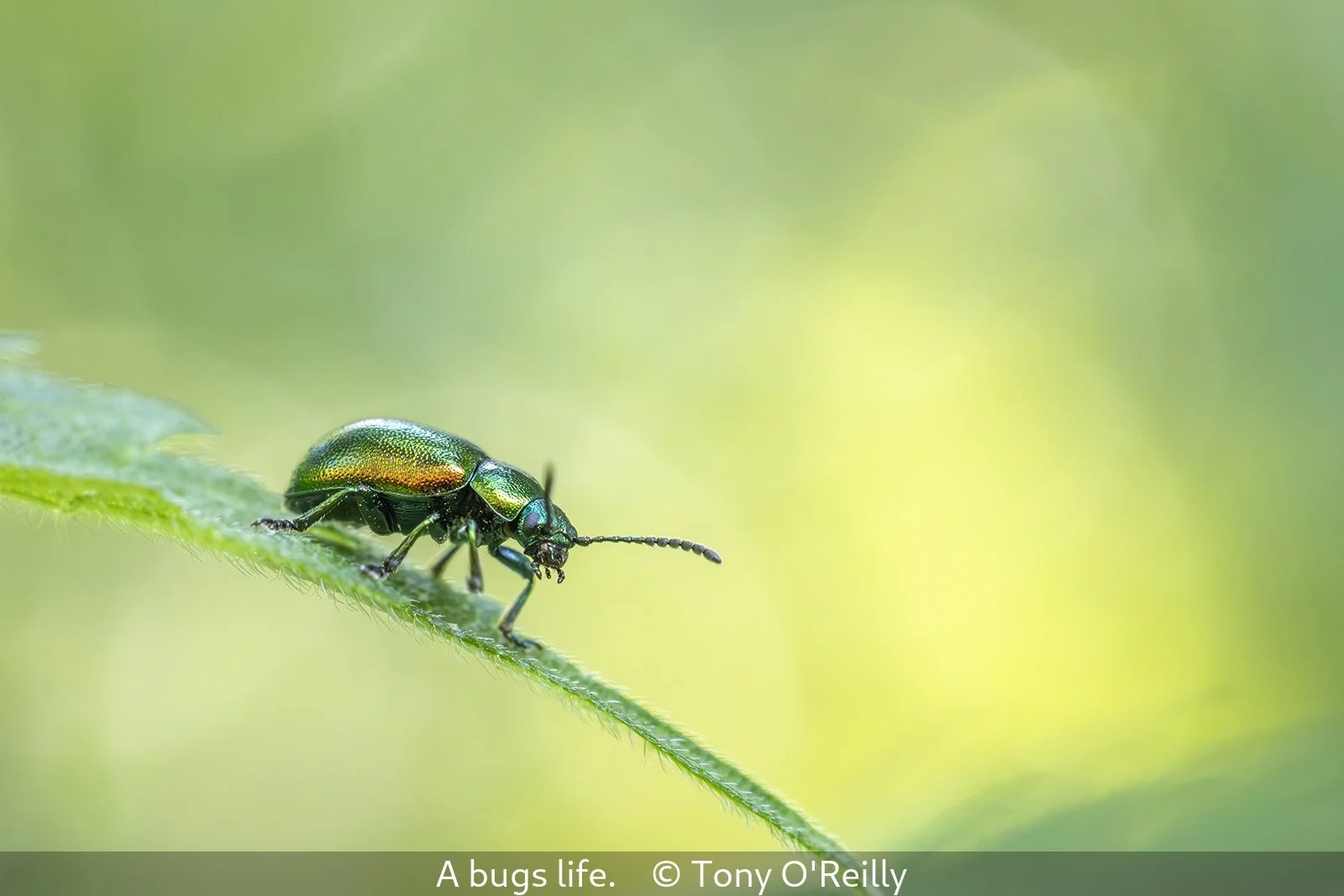 Third_A Bug's Life_Tony O'Reilly