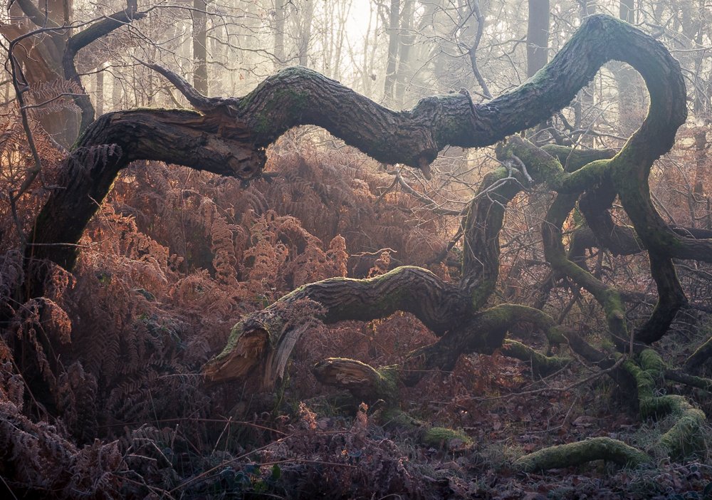 Highly Commended - Emma Webber - Tangled