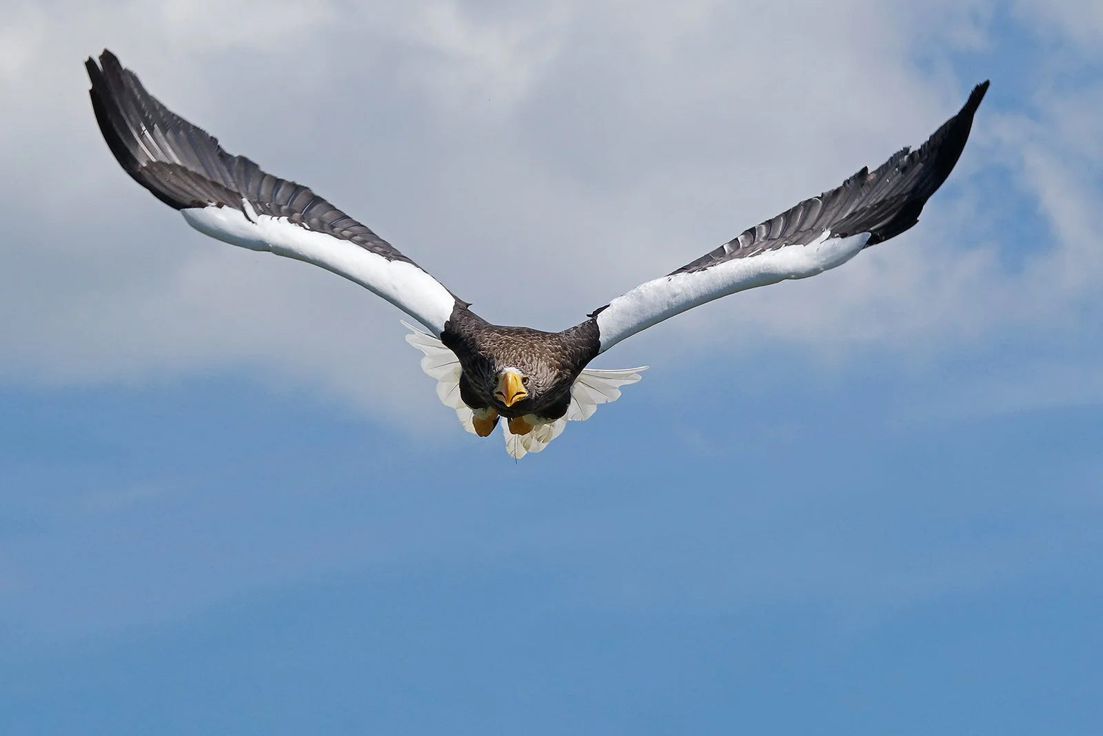 1st_Steller's Sea Eagle_Richard Ramsay