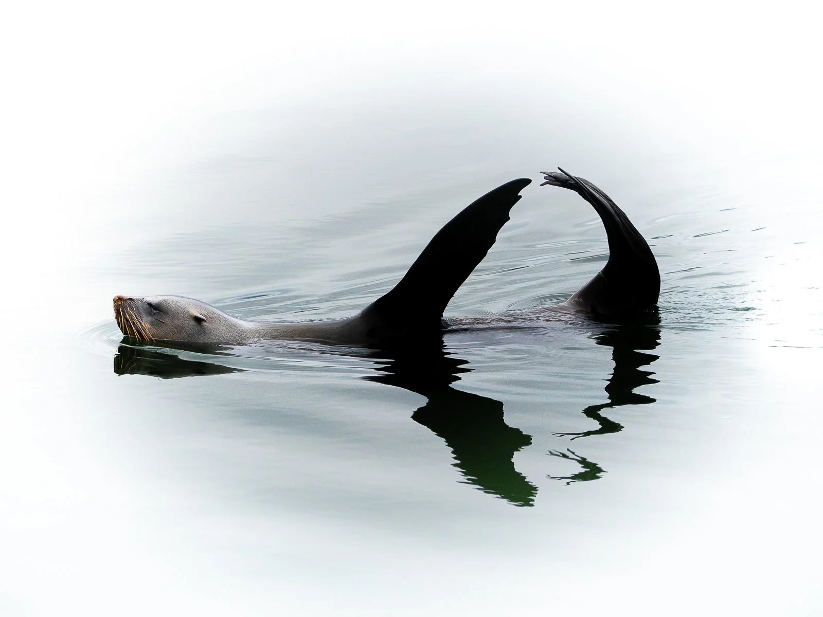 002_Cape Fur Seal_Jeremy Court.jpg