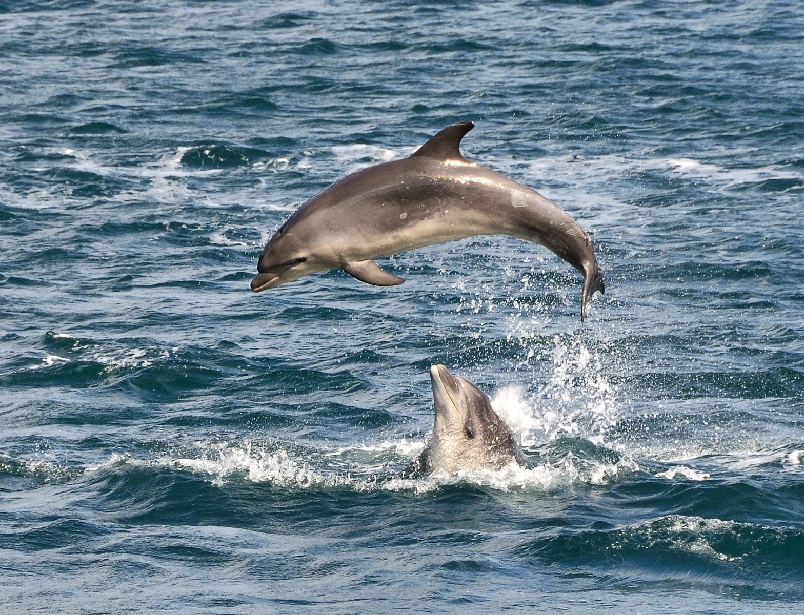 001_Dolphins in Queen Charlotte Sound_Mike Brown