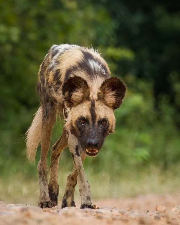 Zambia: Life, Fun and Wildlife - Mike Taylor
