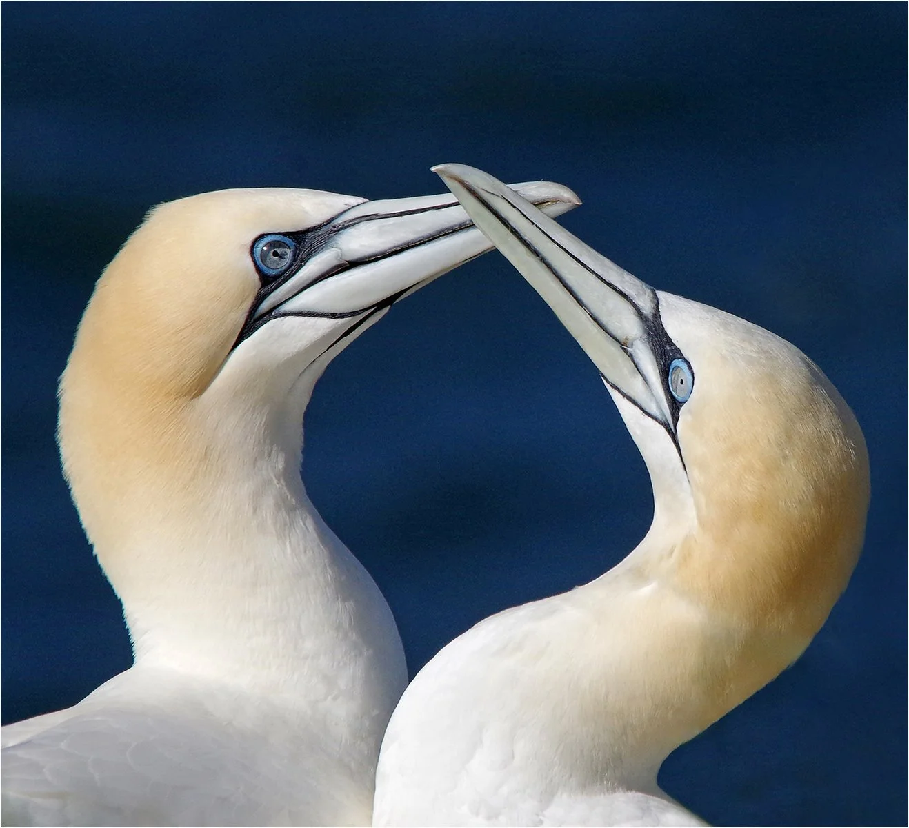 Gannet Greeting_Richard Ramsay