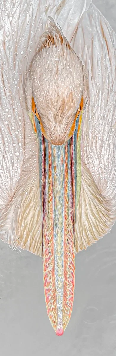 Pelican_Jane Osborne