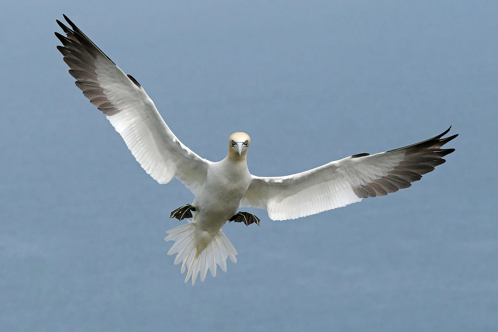 3rd_Coming in to Land_Richard Ramsay