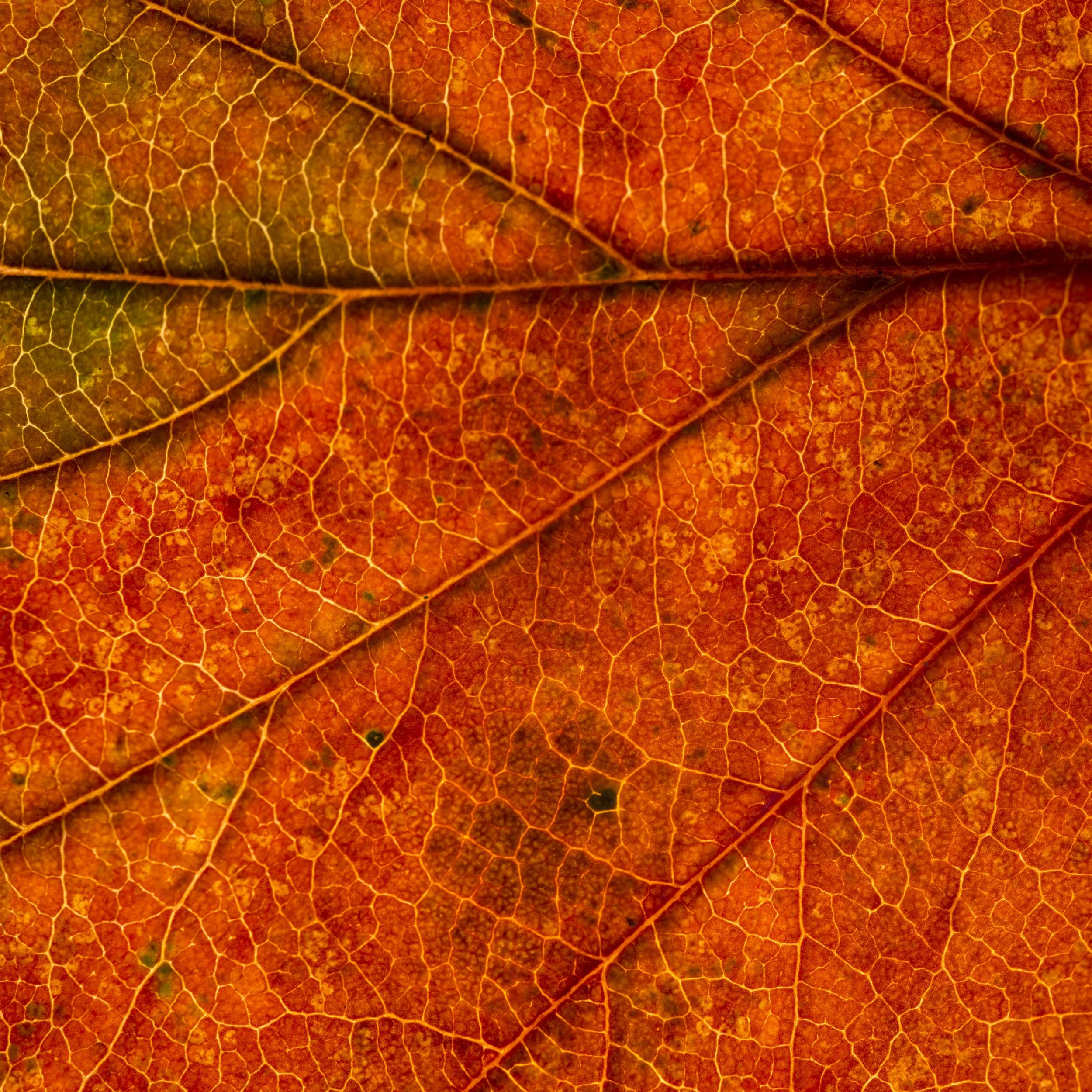 Doug_Coleman_Image 3.jpg