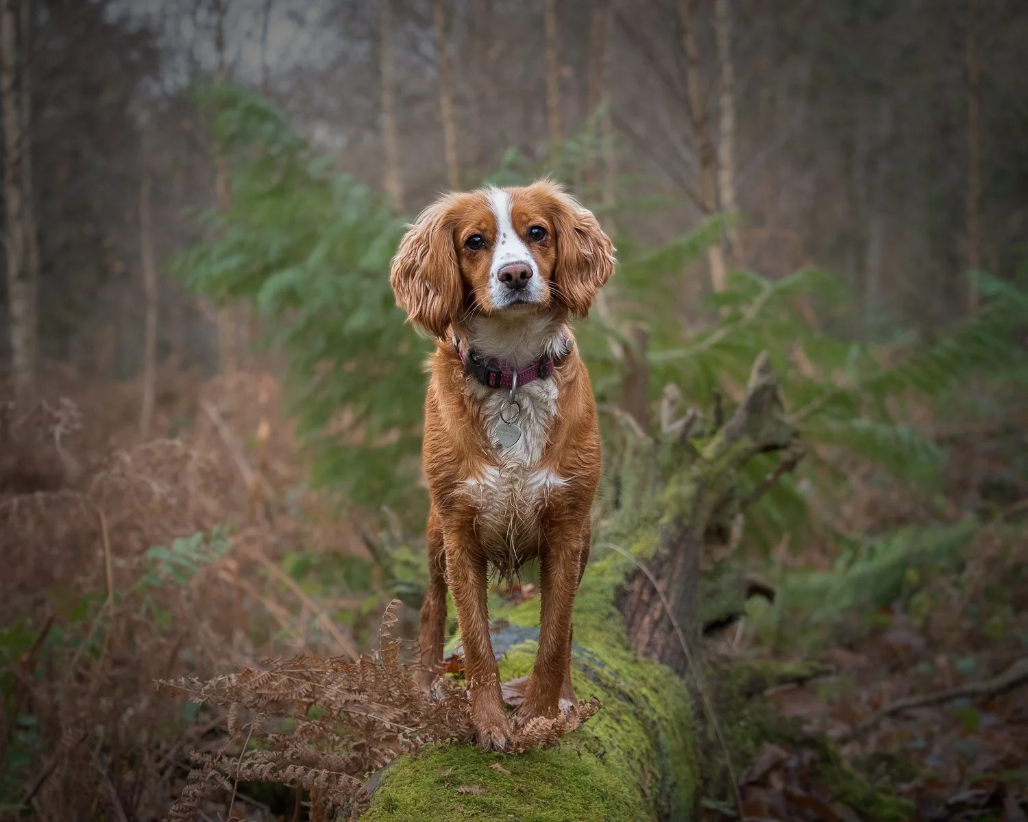 Spaniel Portrait_Emma Webber