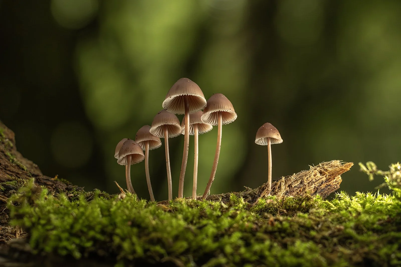 1st_Forest floor friends_Tony O'Reilly