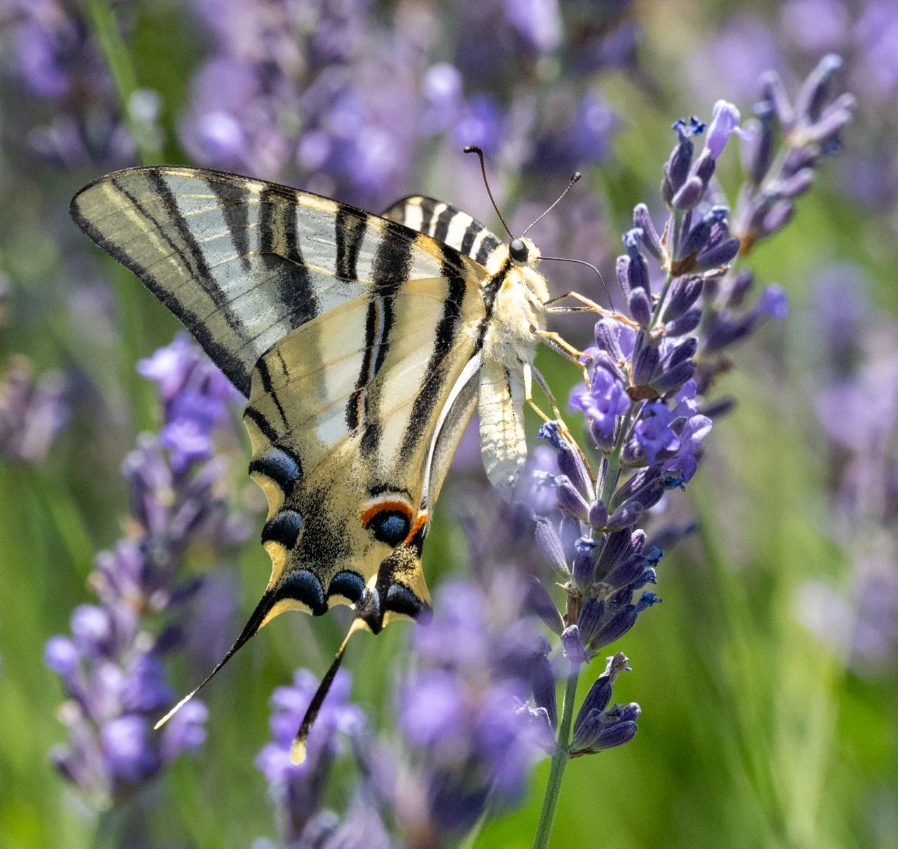 3rd_Swallowtail on lavender_Chris Andrews