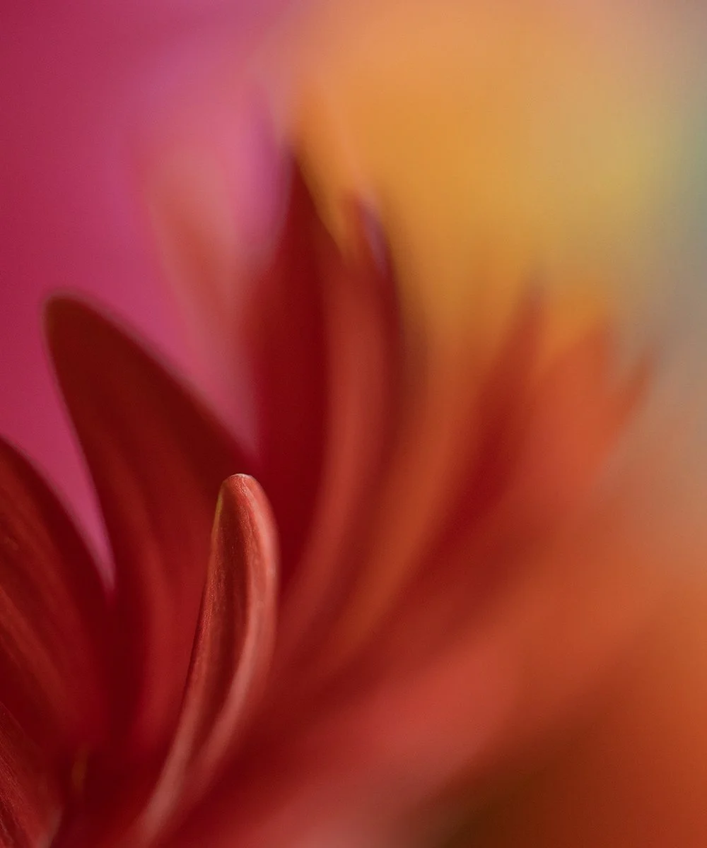 2nd_Floral Flames_Sarah O'Reilly