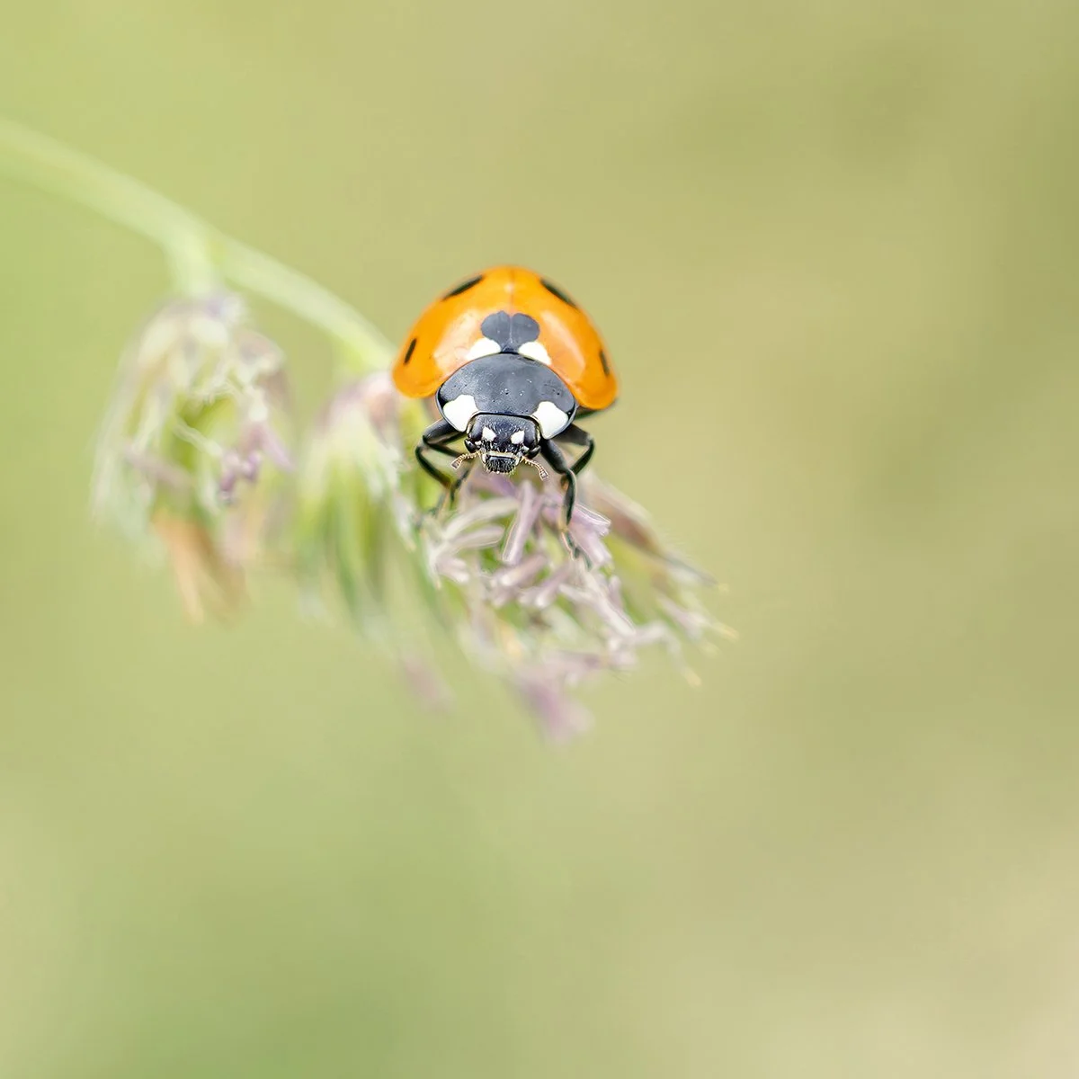 2nd_Ladybird in Waiting_Sarah O'Reilly