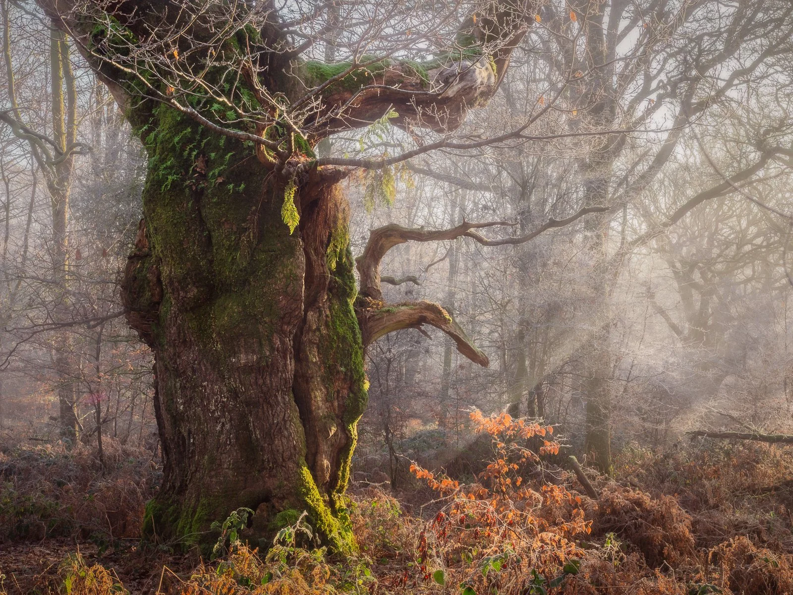Second - Emma Webber - Winter Light