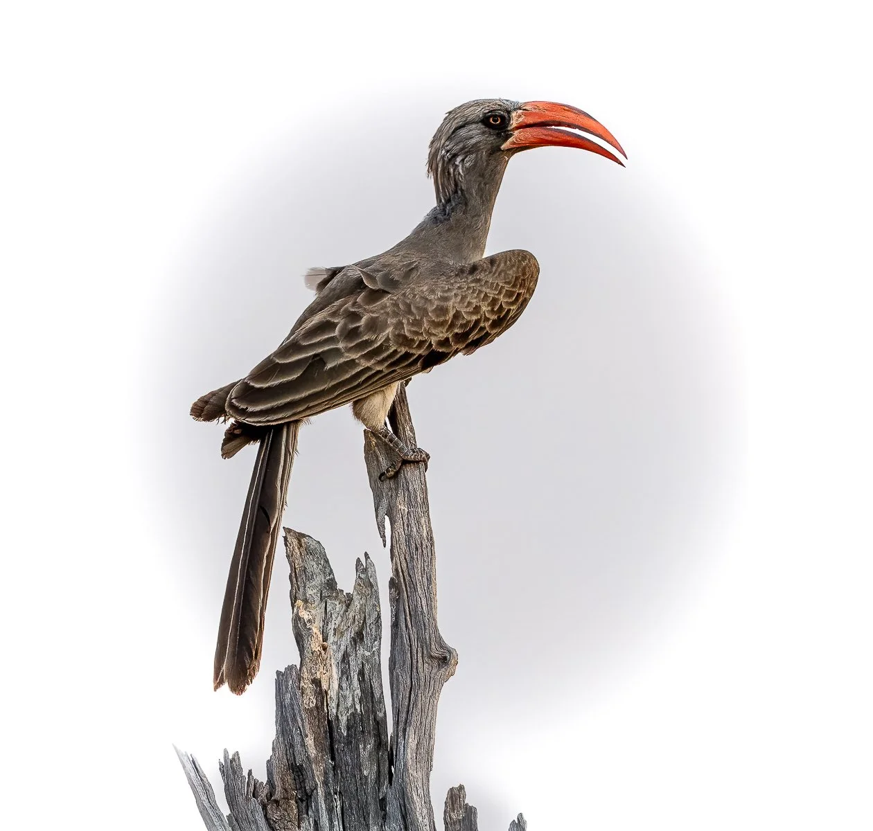 Hornbill, SA