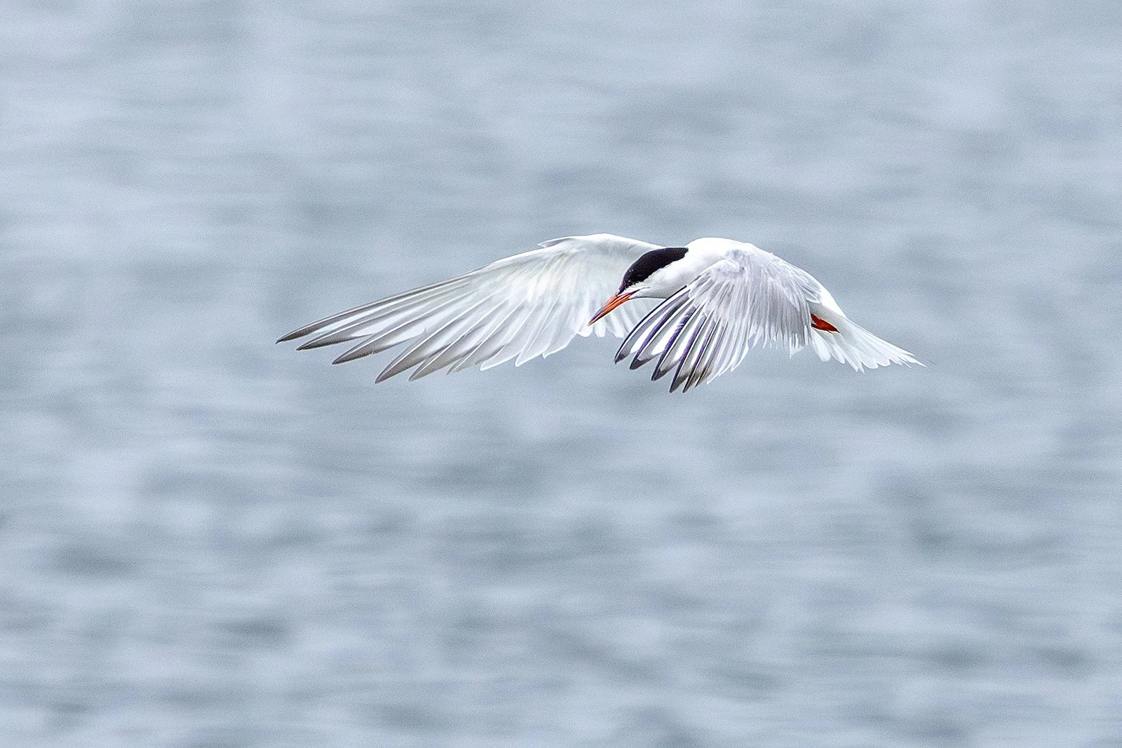 On the Tern - Sarah O'Reilly