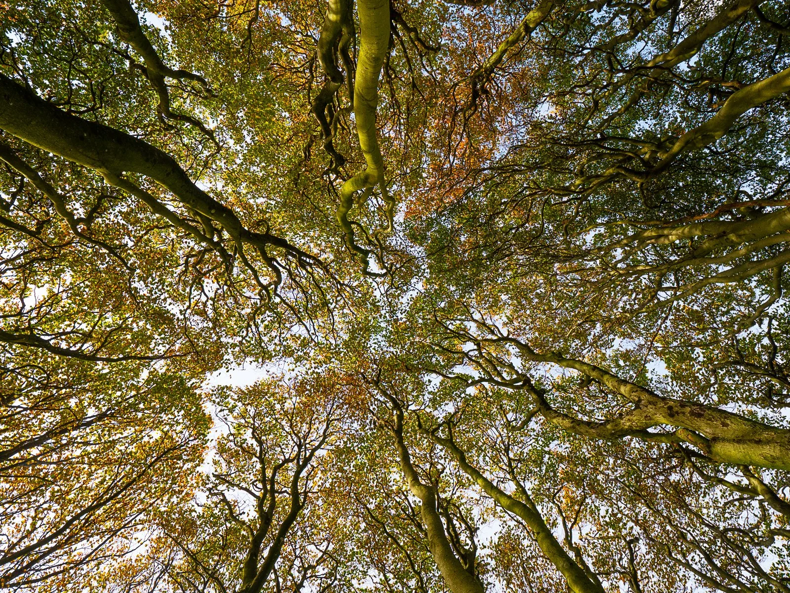 Second_Win Green_Ross Christie