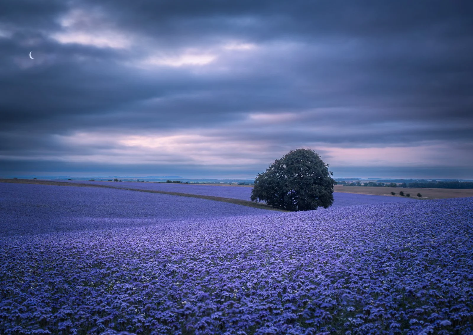 003_Phacelia Blue Hour_Emma Webber