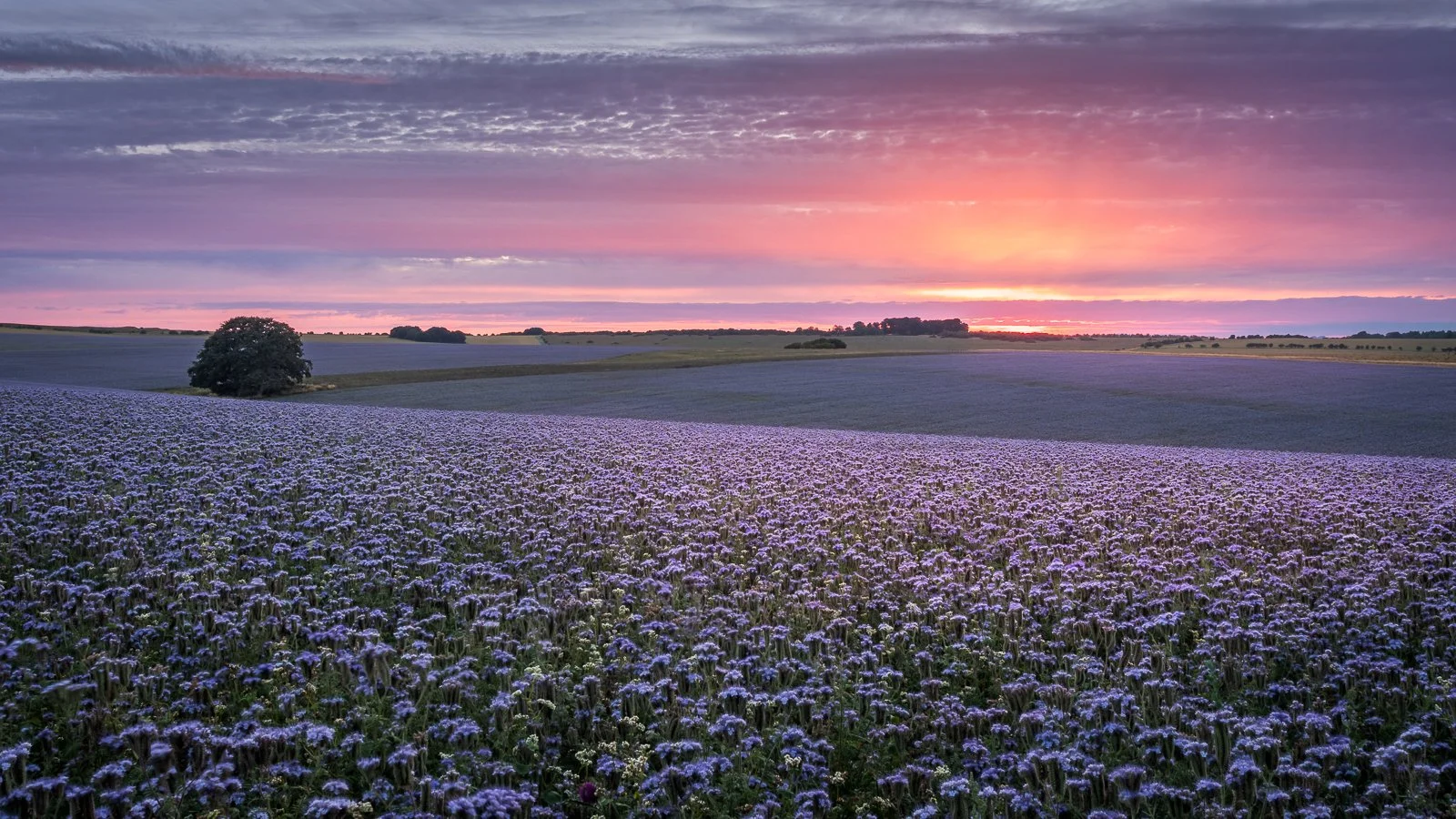 001_Phacelia Sunset_Emma Webber