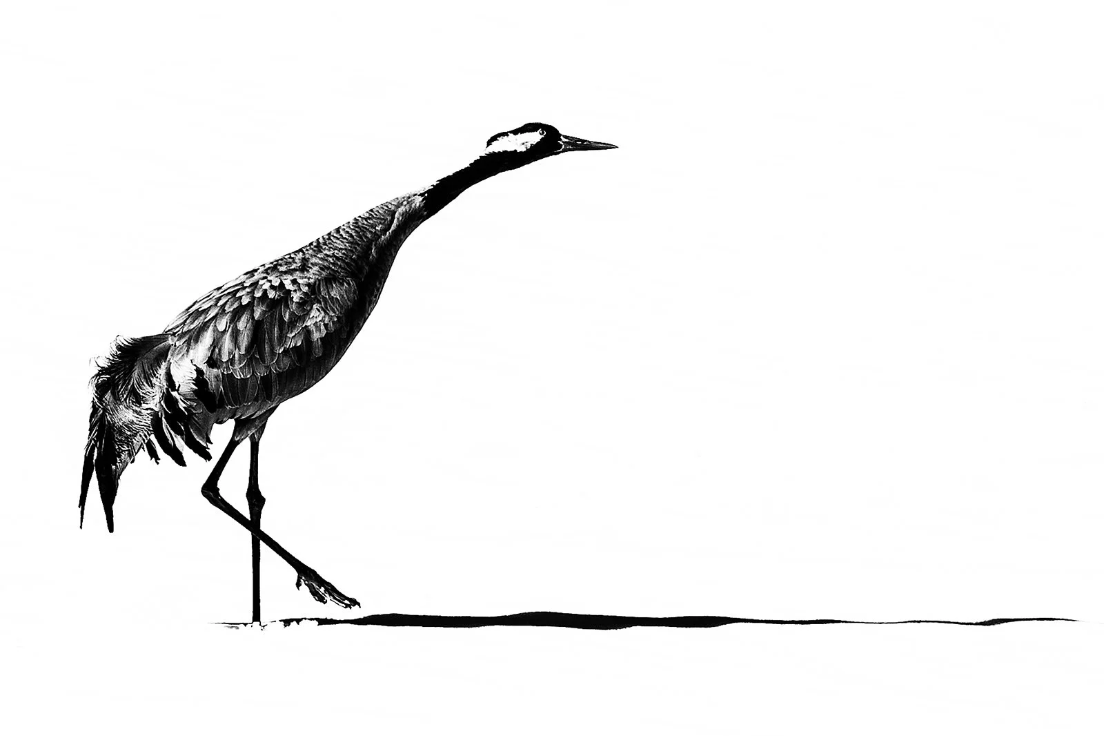 001_Crane_Paul Rigg