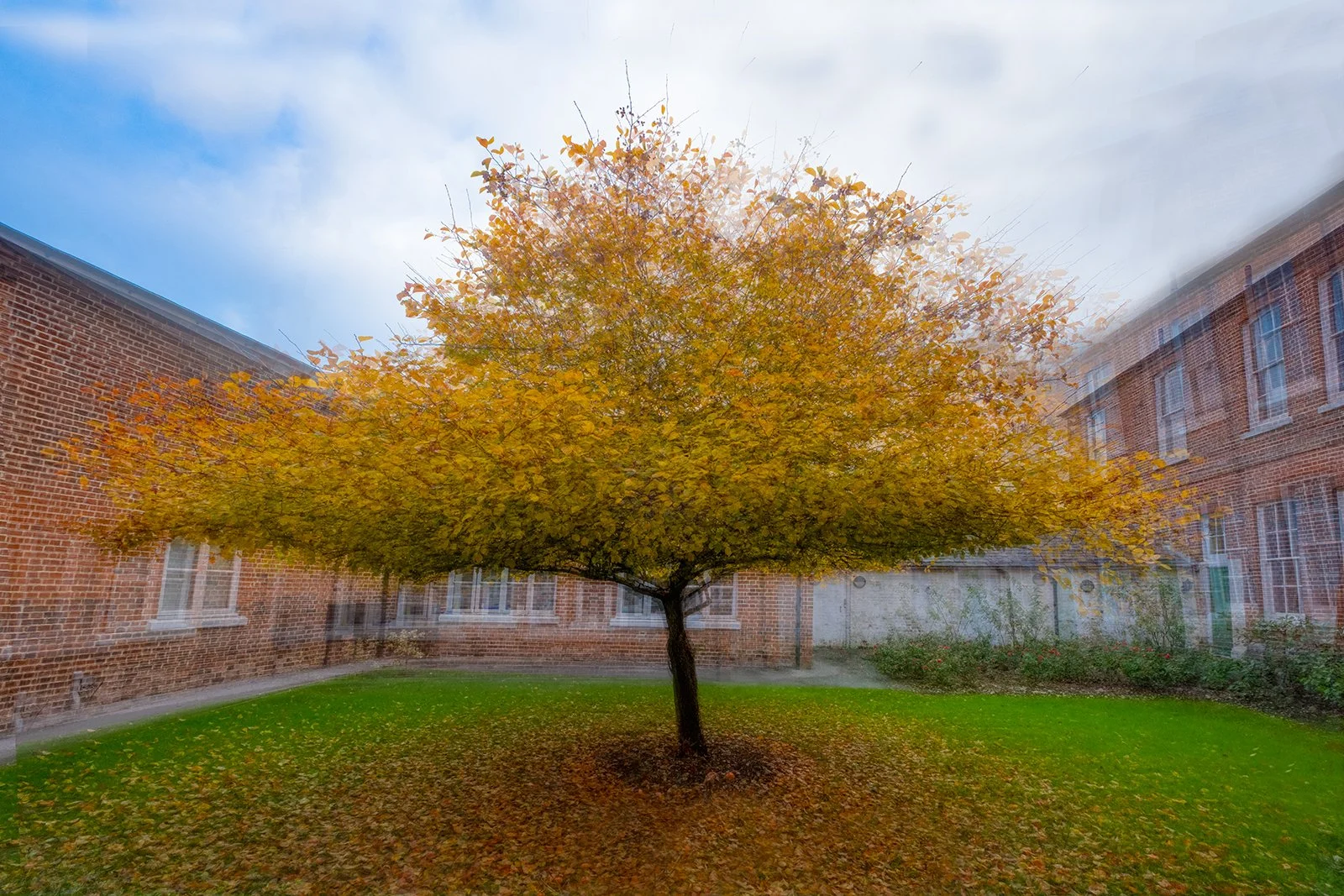 First_The Tree in the Courtyard (In The Round)_Nigel Bealey
