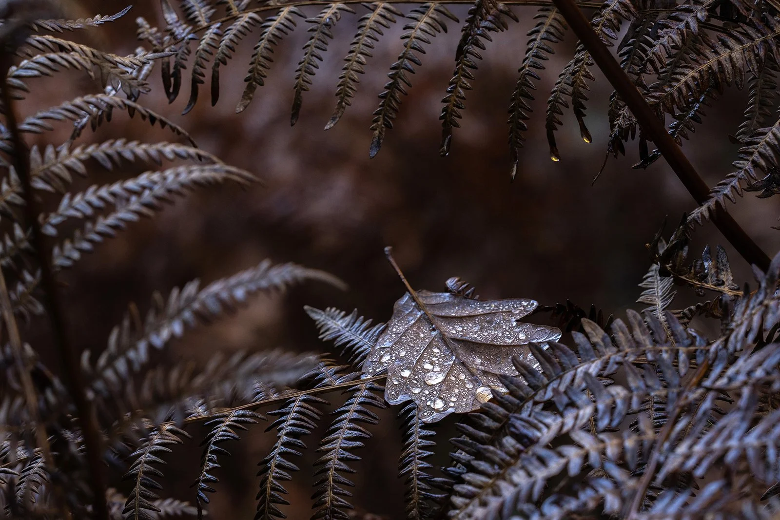 2nd_Where the rain paused_Tony O'Reilly