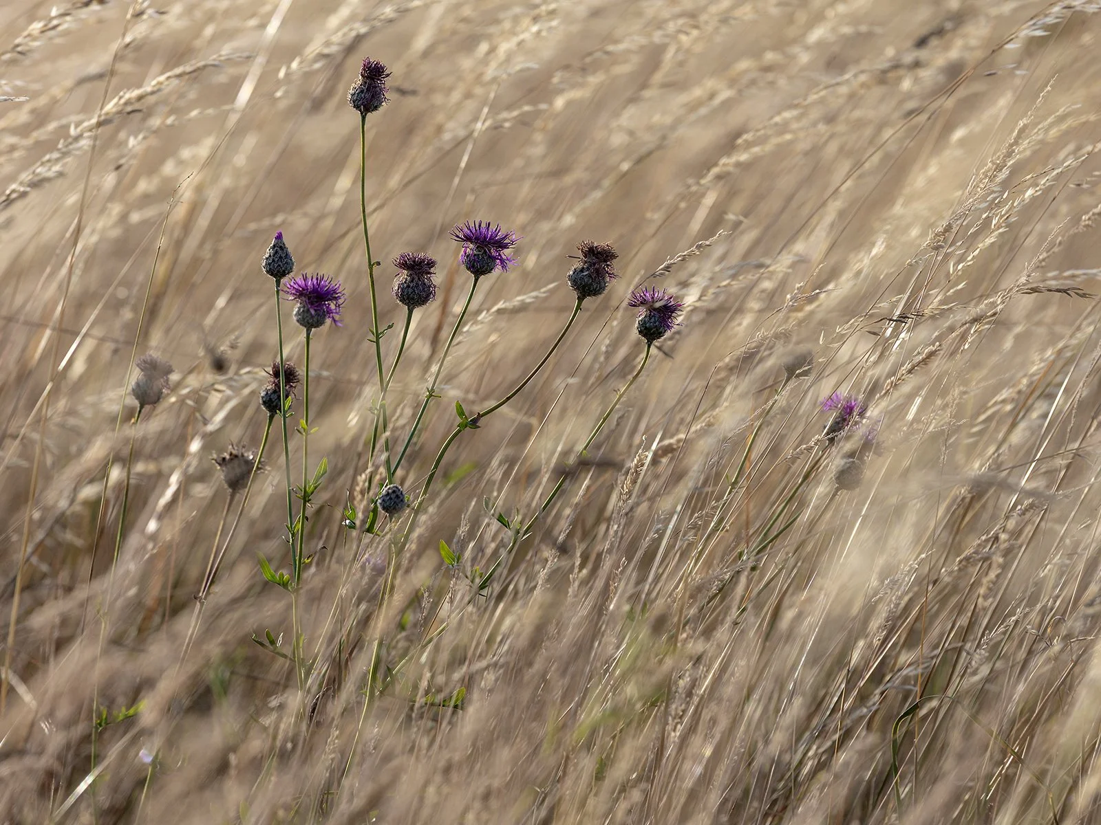 3rd_Thistles, Grass and Wind_Tony Oliver