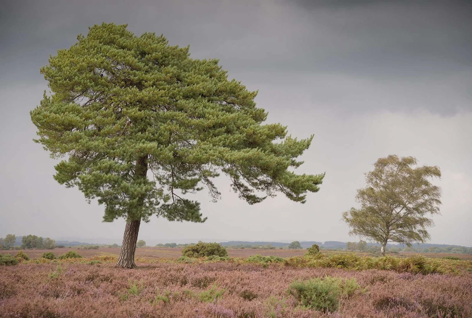 006_Storm over Rockford Common_Thomas Wicks