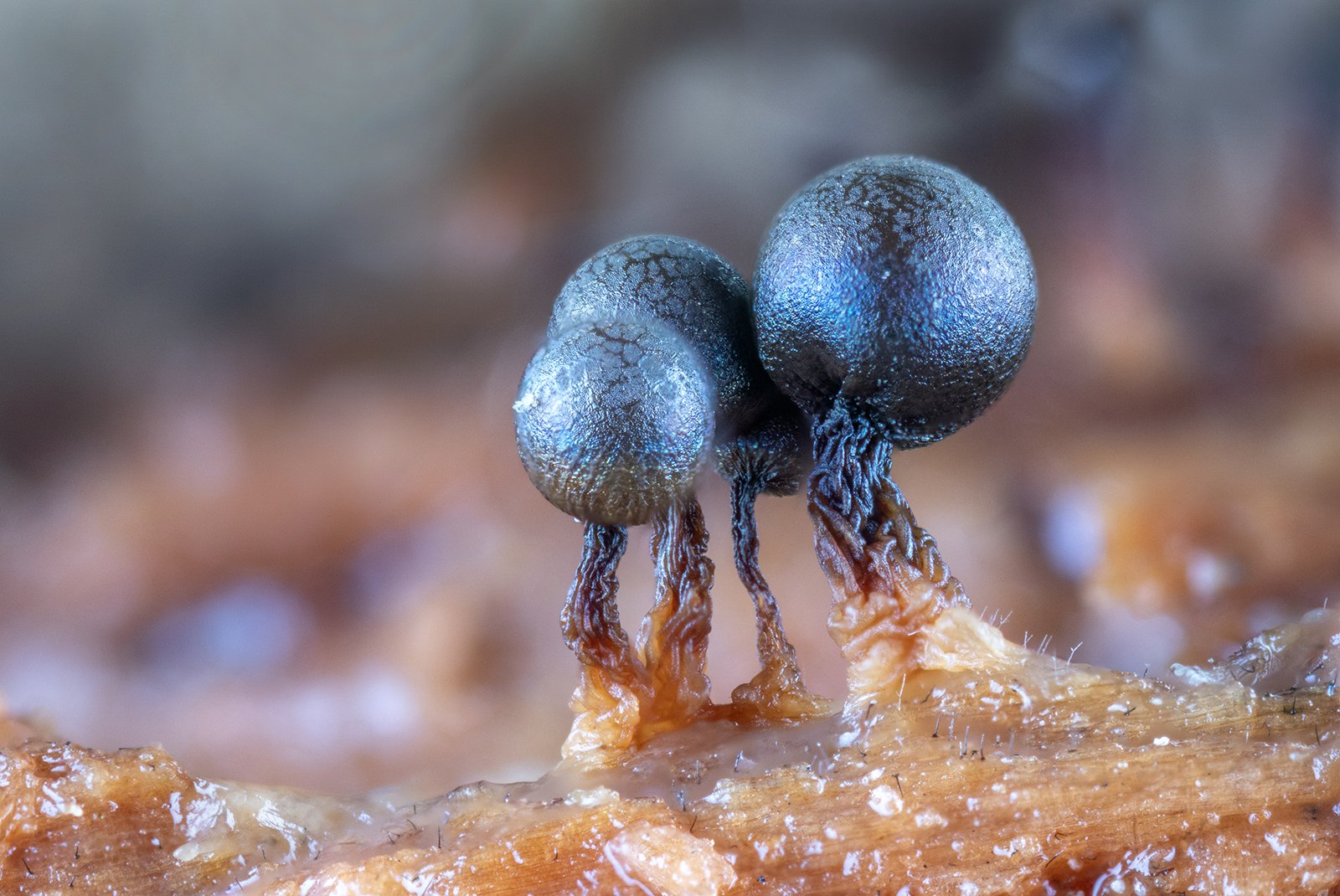 2nd_Slime mould_Tony O'Reilly