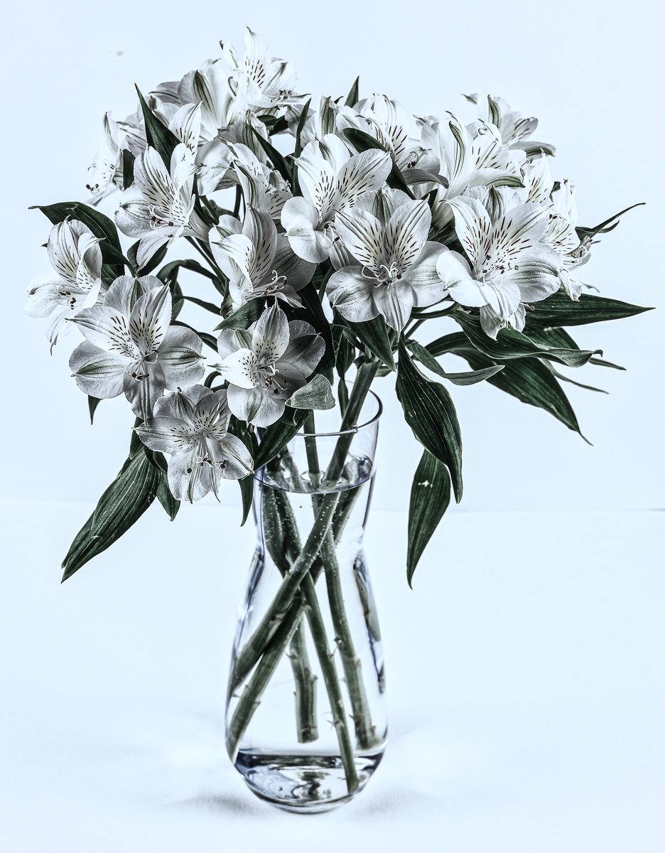 Alstromeria