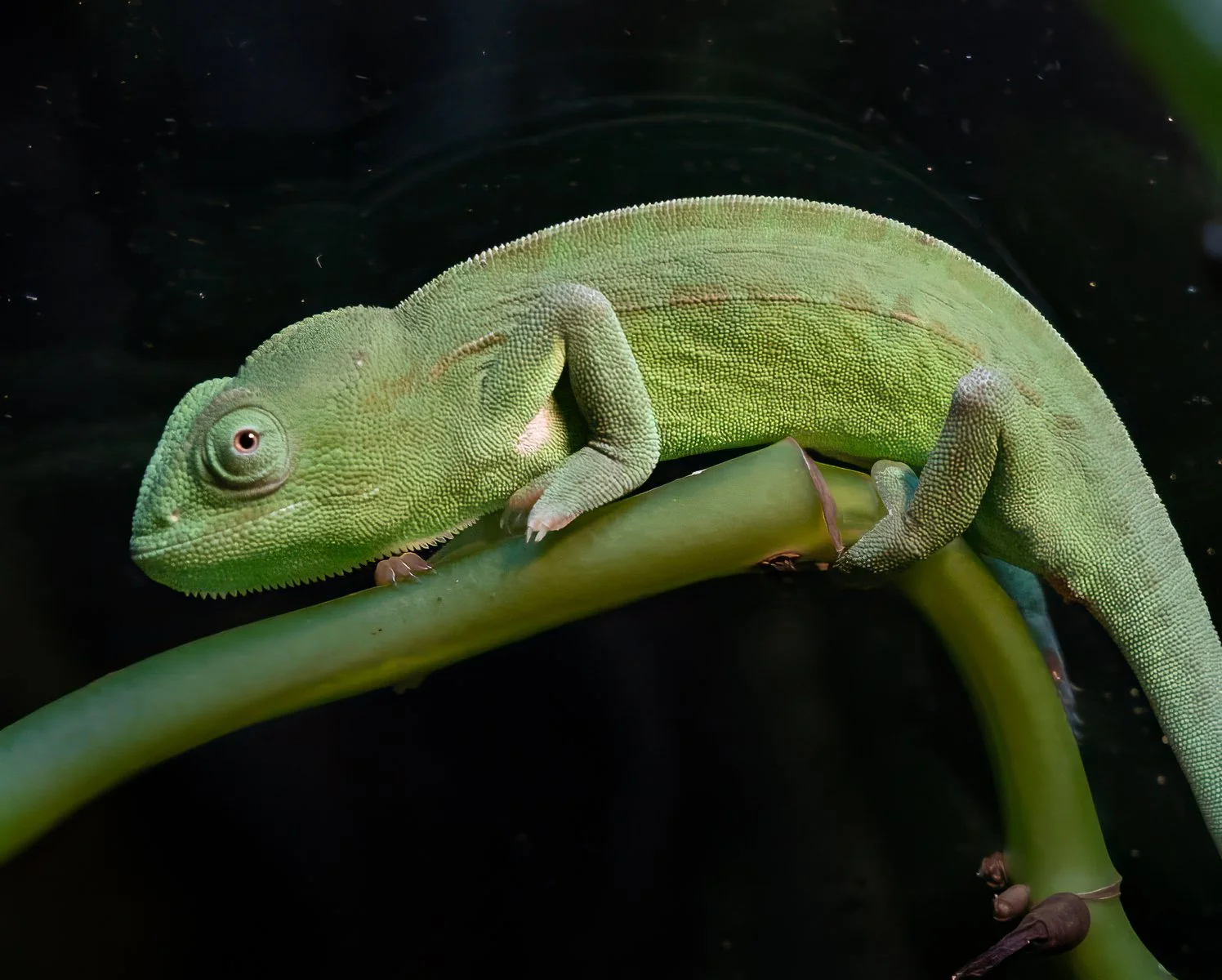 Carpet Chameleon
