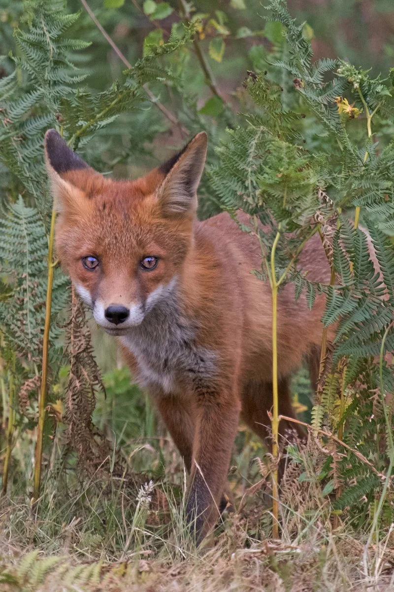HC 'Fox Cub' by Ian Porter