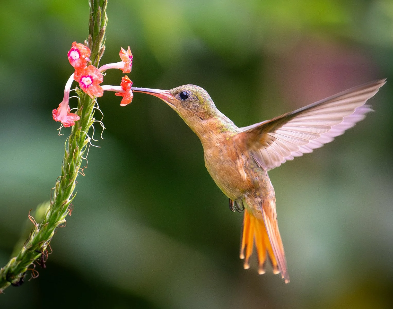 003_Cinammon hummingbird, Costa Rica_Chris Andrews