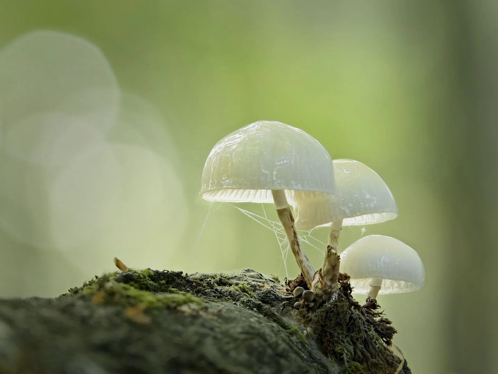 002_Porcelain_Thomas Wicks