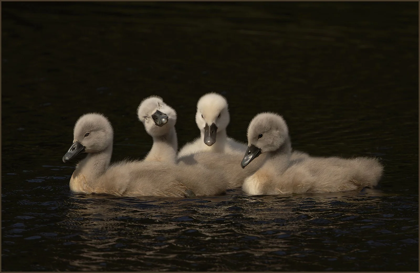 Third_Just a little nap_Tony O'Reilly