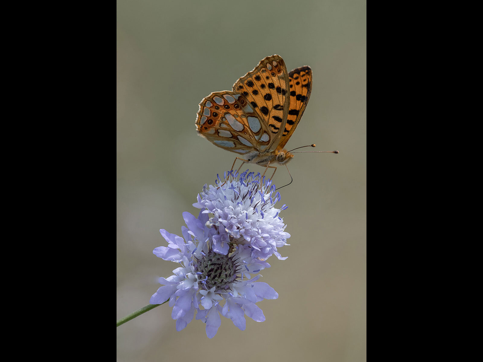 'Queen of Spain Fritillary' by Mark Cooper